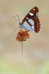 774 Blauschwarzer Eisvogel - Limenitis reducta