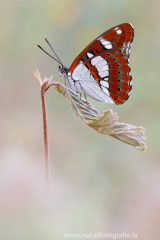 775 Blauschwarzer Eisvogel - Limenitis reducta