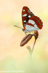 776 Blauschwarzer Eisvogel - Limenitis reducta