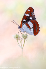 777 Blauschwarzer Eisvogel - Limenitis reducta