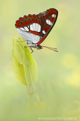 817 Blauschwarzer Eisvogel - Limenitis reducta