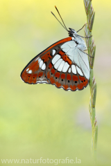 818 Blauschwarzer Eisvogel - Limenitis reducta