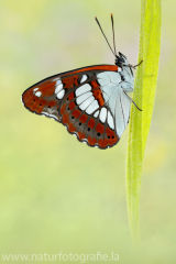 820 Blauschwarzer Eisvogel - Limenitis reducta