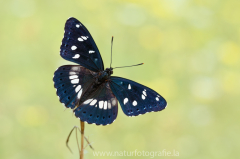 821 Blauschwarzer Eisvogel - Limenitis reducta