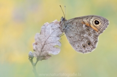 307 Braunauge - Lasiommata maera