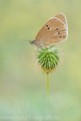 184 Brauner Waldvogel