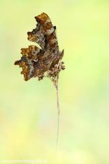 423 C-Falter - Polygonia c-album