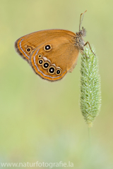 822 Stromtal-Wiesenvögelchen - Coenonympha oedippus