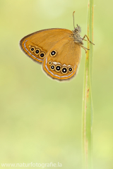 823 Stromtal-Wiesenvögelchen - Coenonympha oedippus