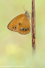 824 Stromtal-Wiesenvögelchen - Coenonympha oedippus