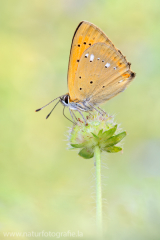 778 Dukatenfalter - Lycaena virgaureae ♂