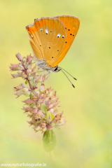 778 Dukatenfalter - Lycaena virgaureae ♀