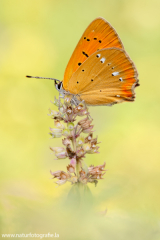 780 Dukatenfalter - Lycaena virgaureae ♀