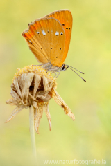 781 Dukatenfalter - Lycaena virgaureae ♀