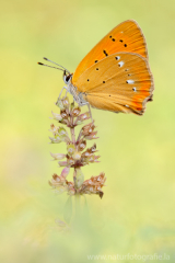 782 Dukatenfalter - Lycaena virgaureae ♀