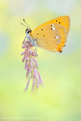 850 Dukatenfalter - Lycaena virgaureae ♂