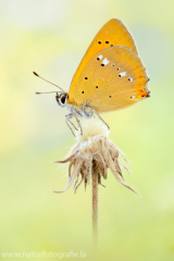 851 Dukatenfalter - Lycaena virgaureae ♂