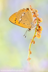 911 Dukatenfalter - Lycaena virgaureae ♂