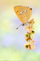 912 Dukatenfalter - Lycaena virgaureae ♂