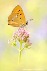 913 Dukatenfalter - Lycaena virgaureae ♂