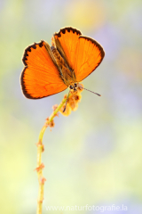 Dukatenfalter - Lycaena virgaureae