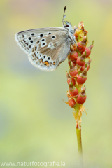 920 Dunkler Alpenbläuling - Plebejus glandon