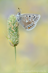 Dunkler Alpenbläuling - Plebejus glandon