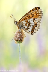 150 Wachtelweizen-Scheckenfalter - Melitaea athalia