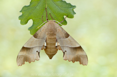 792 Eichenschwärmer - Marumba quercus ♀