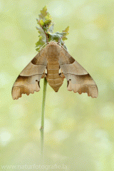 793 Eichenschwärmer - Marumba quercus ♀