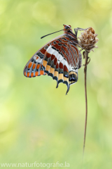 738 Erdbeerbaumfalter - Charaxes jasius