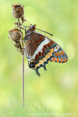 739 Erdbeerbaumfalter - Charaxes jasius