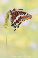 740 Erdbeerbaumfalter - Charaxes jasius