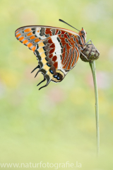 741 Erdbeerbaumfalter - Charaxes jasius