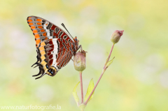 745 Erdbeerbaumfalter - Charaxes jasius