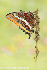 746 Erdbeerbaumfalter - Charaxes jasius