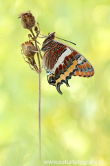 747 Erdbeerbaumfalter - Charaxes jasius