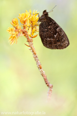 900 Marmorierter Mohrenfalter - Erebia montana