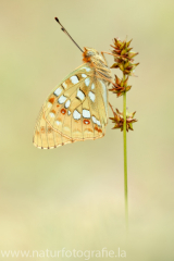 426 Feuriger Perlmutterfalter - Argynnis adippe