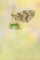 668 Flockenblumen-Scheckenfalter - Melitaea phoebe