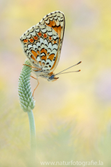 669 Flockenblumen-Scheckenfalter - Melitaea phoebe