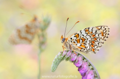 674 Flockenblumen-Scheckenfalter - Melitaea phoebe