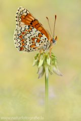 672 Flockenblumen-Scheckenfalter - Melitaea phoebe