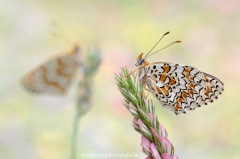 671 Flockenblumen-Scheckenfalter - Melitaea phoebe