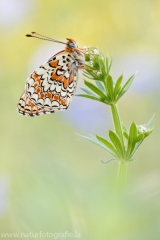 256 Flockenblumen-Scheckenfalter