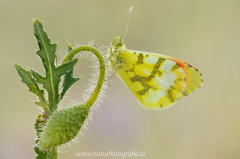 Gelber Aurorafalter - Anthocharis euphenoides