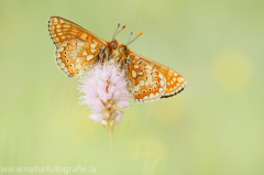 429 Goldener-Scheckenfalter