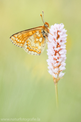428 Goldener-Scheckenfalter