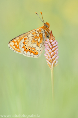 427 Goldener-Scheckenfalter