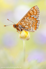 709 Goldener Scheckenfalter - Euphydryas aurinia